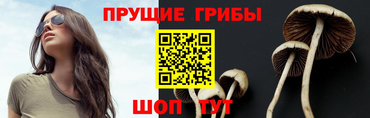 Псилоцибиновые грибы мицелий Таганрог